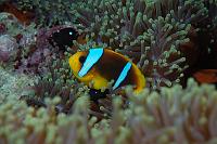 piet (210) 